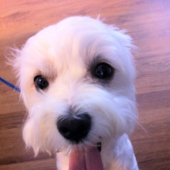 Meet your Posher, Li - Picture 1 of 1